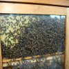 Výstava Včelařství u nás - Liberec, Krajský úřad